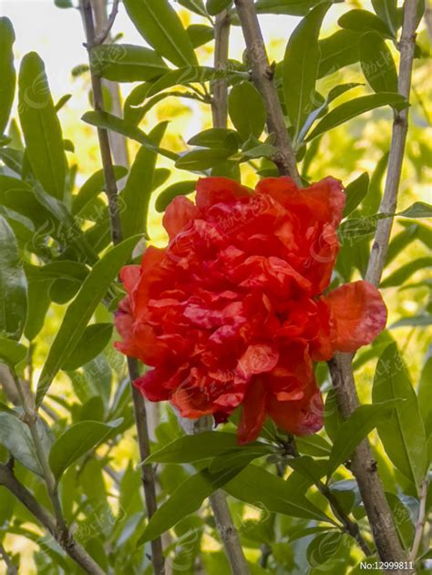 重瓣石榴花|石榴花（石榴属植物的统称）